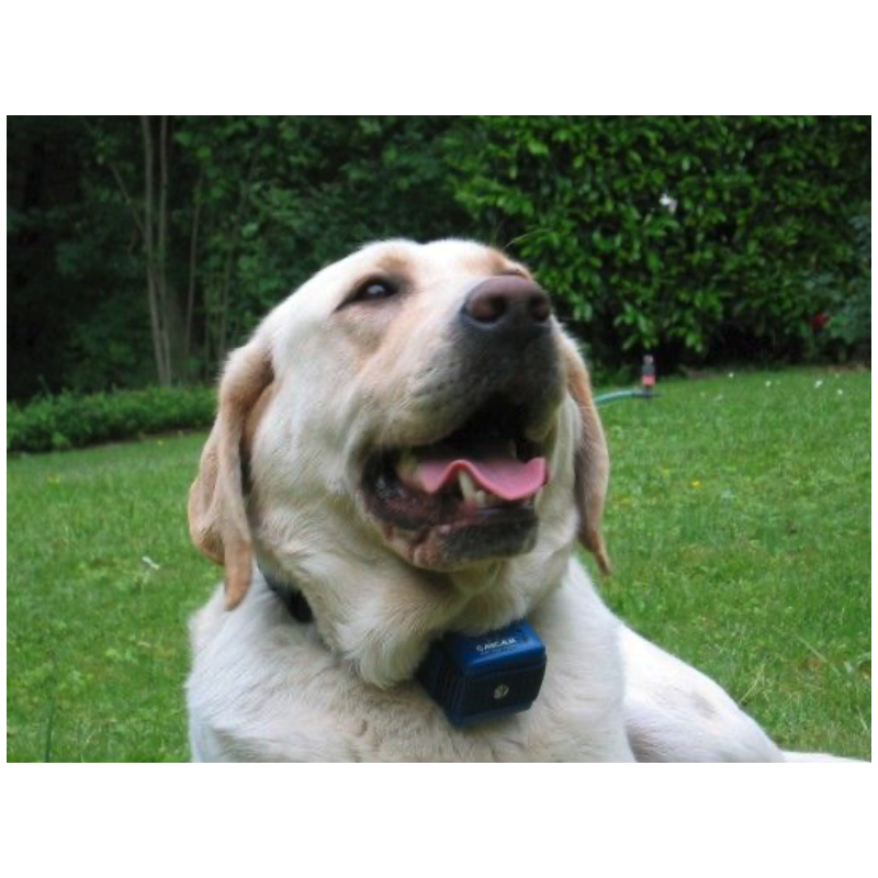 NUMAXES CANICALM Classic Antibellhalsband ab 10kg Strom-...