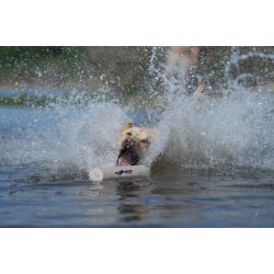 ASD Hunde Canvas Bumper 3" Weiß